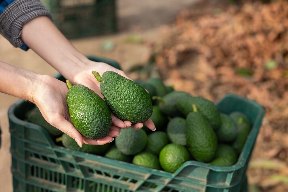 Impianto di avocado di Halaesa in Sicilia