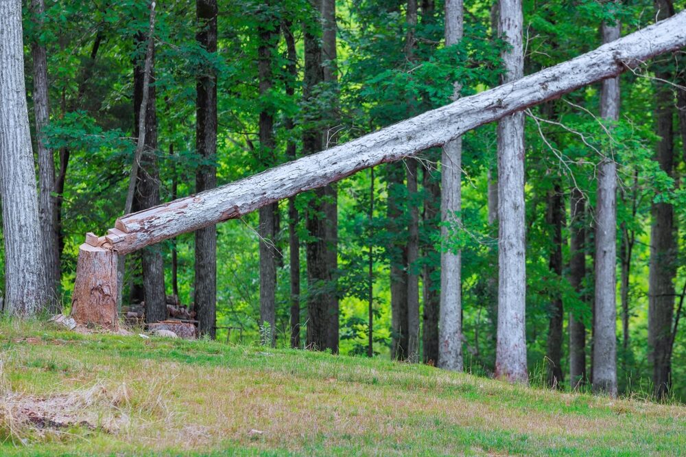 Pannelli in legno in produzione
